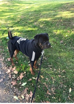 Bluza dresowa dla psa Adidog Czerwony 6XL