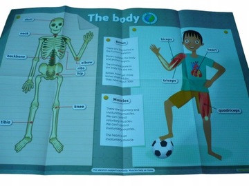 THE BODY plakat SZKIELET anatomia MUZEUM