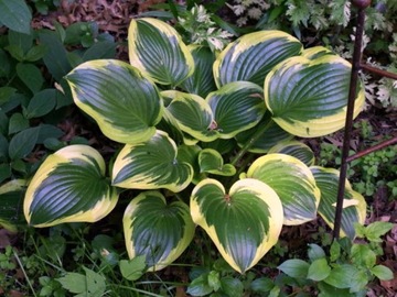 Funkia Hosta QUEEN JOSEPHINE W DONICZCE