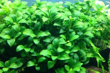 Anubias nana petite - najmniejszy- uprawa podwodna