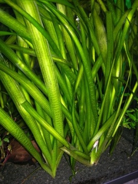 Valisneria gigantea akwa_fan