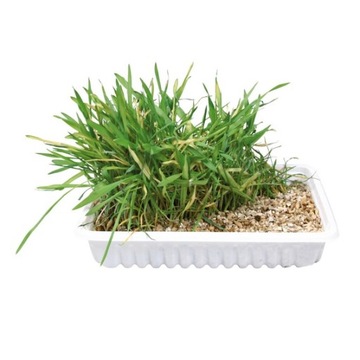 Cat Grass Семена кошачьей травы 100 г Лакомство для кошек