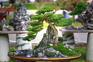 AGRECOL BONSAI STRONG УДОБРЕНИЕ КОНДИЦИОНЕР ДЛЯ ДЕРЕВЬЕВ БОНСАЙ 1X30 ML