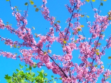 Иуда дерево Cercis canadensis ПРОИЗВОДИТЕЛЬ