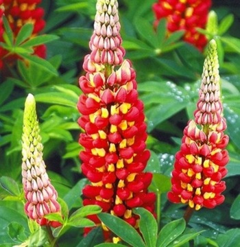 ŁUBIN LUPINUS CUDO .