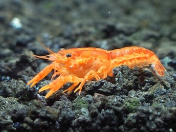 Rak Cambarellus Patzcuarensis Orange CPO akwa_fan