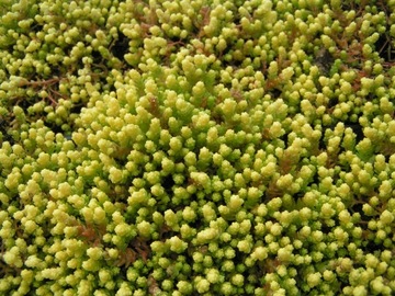 SEDUM-SEDUM SPICY `AUREA` очень декоративен.