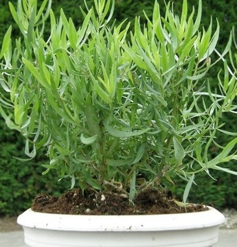 Эстрагон Artemisia dracunculus 0,1г Тораф