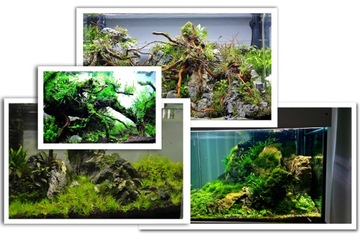 Roślina do akwarium Hygrophila araquaja