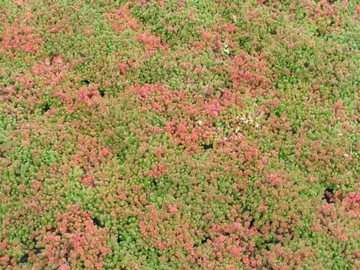 SEDUM-SEDUM SPICY `AUREA` очень декоративен.