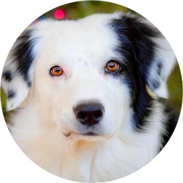 Топперы для торта DOGS & DOGS, диаметр 20 см, плотные, яркие цвета