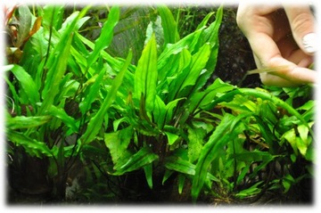 Rośliny akwariowe Cryptocoryne Wendtii Green ŁÓDŻ