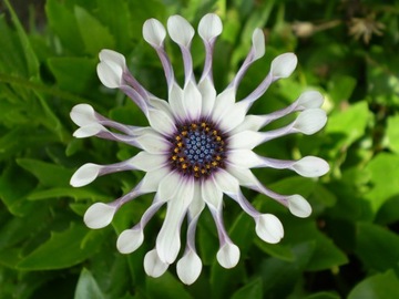 Osteospermum stokrotka afrykańska whirlygig.