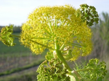 фенхель фенхель FOENICULUM VULGARE 1 ГР СЕМЯН