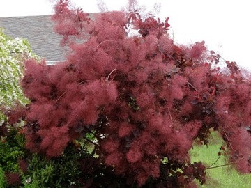 ПОДОЛЬСКИЙ ПАРИК КОТИНУС (COTINUS COGGYGRIA) - СЕМЕНА 40 шт.