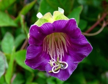 КОБЕЯ ПЛАЗЕТНАЯ ФИОЛЕТОВАЯ (COBAEA SCANDENS) 6 СЕМЯН