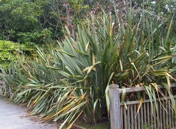 ЛЕН НОВОЗЕЛАНДСКИЙ – СЛАДКИЙ (PHORMIUM TENAX) - 5 СЕМЯН