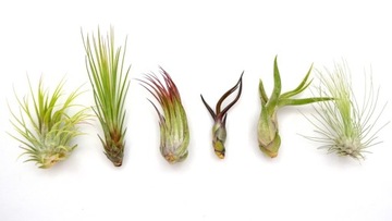 TILLANDSIA, OPLĄTWA X 6 SZT, NA START ! airplant