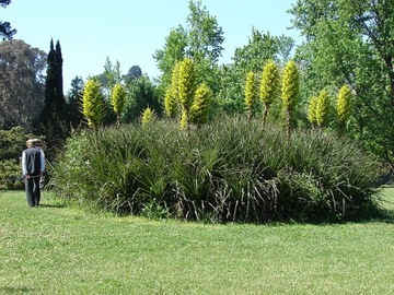 РЕДКАЯ ЖЕЛТАЯ ПУЯ - PUYA CHILENSIS - 5 СЕМЯН