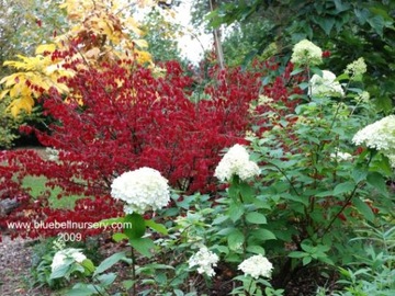 Бересклет 'Timber Creek' - Шмель BURNING BUSH