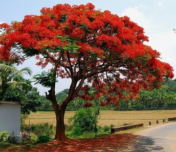 AFRICA FLAME - DELONIX REGIA - 3 СЕМЯ