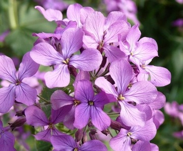 МАЦЕЙКА ПУРПУРНАЯ (MATTHIOLA BICORNIS) ПРИЯТНО ПАХНУЩАЯ 500 СЕМЯН