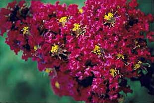 фото ориг. №10, Lagerstroemia indica color combination 20 seed