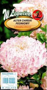 ASTER WYSOKI PEONIOWY BIAŁO-RÓŻOWY 'L