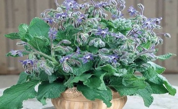 БОРАГО ОФИЦИНАЛИС (BORAGO OFFICINALIS) 50 СЕМЯН