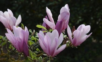 Magnolia 'George Henry Kern' - WRZOSOWO BIAŁA 3