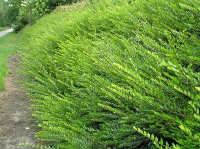 Suchodrzew chinski (Lonicera) 100szt w p9 - HURT