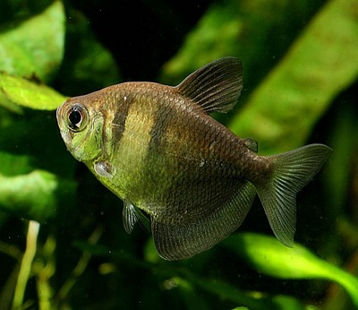 Ryba Żałobniczka Tetra czarna