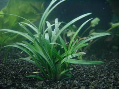 Ophiopogon japonica Ciemna trawa Białystok saxon4