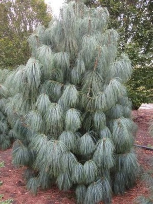 C2 SOSNA HIMALAJSKA DEKORACYJNA DŁUGIE IGŁY 20-30 CM. PINUS WALLICHIANA