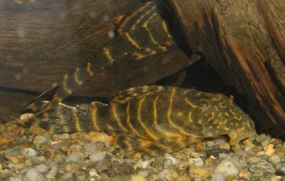 Ryba Panaque maccus GLONOJAD w paski