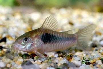 KIRYSEK KIRYS SPIŻOWY CORYDORAS - EKH WAWA