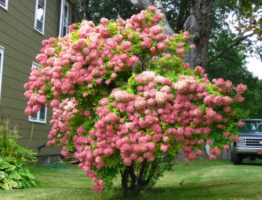 Букет гортензии PINK DIAMOND Queen of the GARDEN