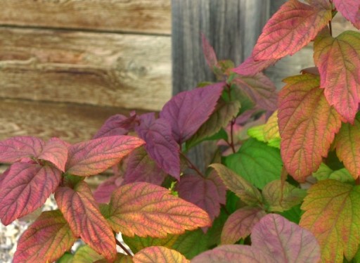 Таволга японская MACROPHYLLA 30см В ГОРШКЕ