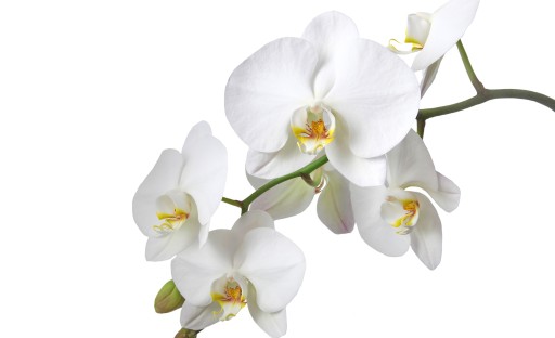 ФОТО ОБОИ ОРХИДЕЯ ORCHID 9D V8 368x254 F737