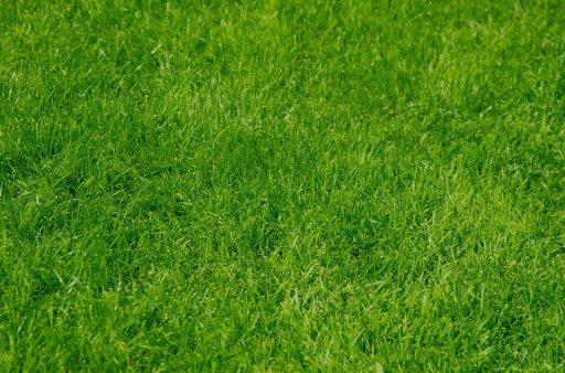 Graminea Lawn Sports Grass 45 кг Плотное СПОРТИВНОЕ поле для интенсивного использования.