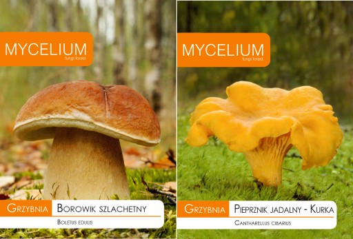 Мицелий Bolete edulis + Лисичка перец