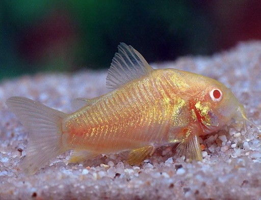 Панцирная рыба-альбинос Corydoras