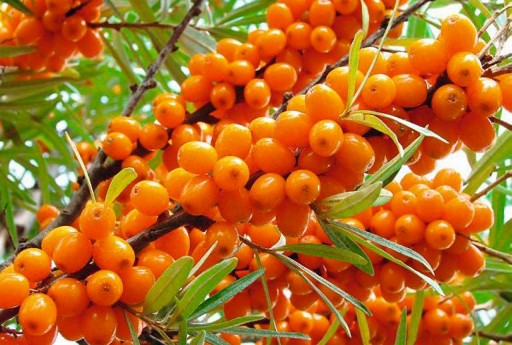 НА БОНСАЙ МОРСКАЯ СУКА HIPPOPHAE RAMNOIDES 50 СЕМЕН