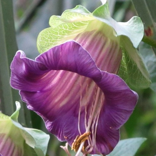 КОБЕЯ ПЛАЗЕТНАЯ ФИОЛЕТОВАЯ (COBAEA SCANDENS) 6 СЕМЯН