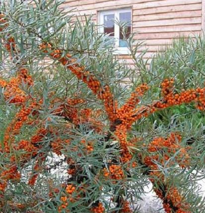 СУКА МОРСКАЯ ОБЫКНОВЕННАЯ HIPPOPHAE RHAMNOIDES 50 СЕМЯН