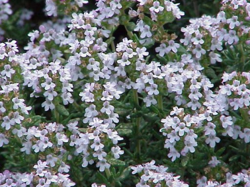 ТИМЬЯН (THYMUS VULGARIS) - 300 СЕМЕН.