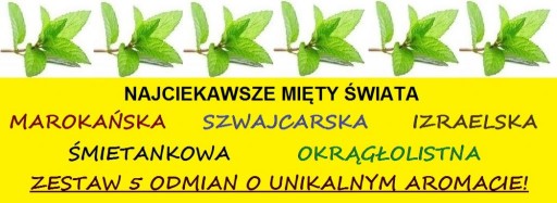 ZESTAW 5 WYJĄTKOWYCH MIĘT DO HERBAT I NAPARÓW XXL