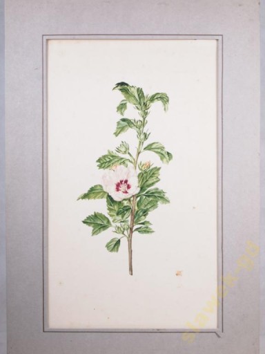 Zielnik Hibiscus Akwarela XVIII w 43x63 cm