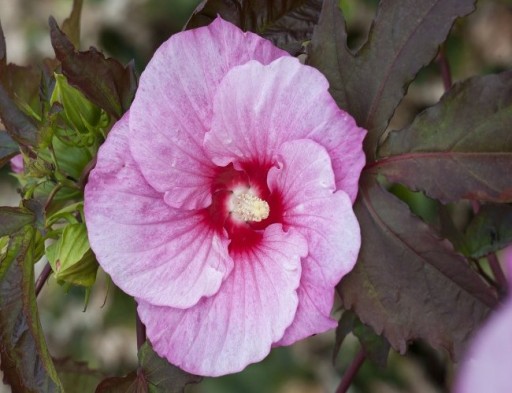 HIBISKUS bylinowy SUMMER STORM różowy hibiscus 2L