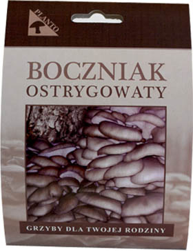 Boczniak ostrygowaty GRZYBNIA NA KOŁKACH grzyby